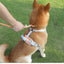 Nylon Strong Slip Lead Dog Leash - Training Leash for Medium Large Dogs