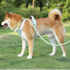 Nylon Strong Slip Lead Dog Leash - Training Leash for Medium Large Dogs