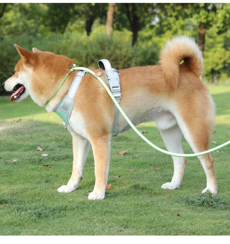 Nylon Strong Slip Lead Dog Leash - Training Leash for Medium Large Dogs