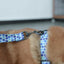 Blue Berry Personalized Dog Collar with Leas & Bow tie Set - iTalkPet