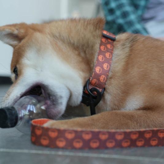 Brown Pumpkin Personalized Dog Collar with Leas & Bow tie Set - iTalkPet