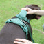 Dark Green Striped Solid Personalized Dog Collar - iTalkPet