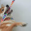 Easter Egg Personalized Dog Collar with Leas & Bow tie Set - iTalkPet