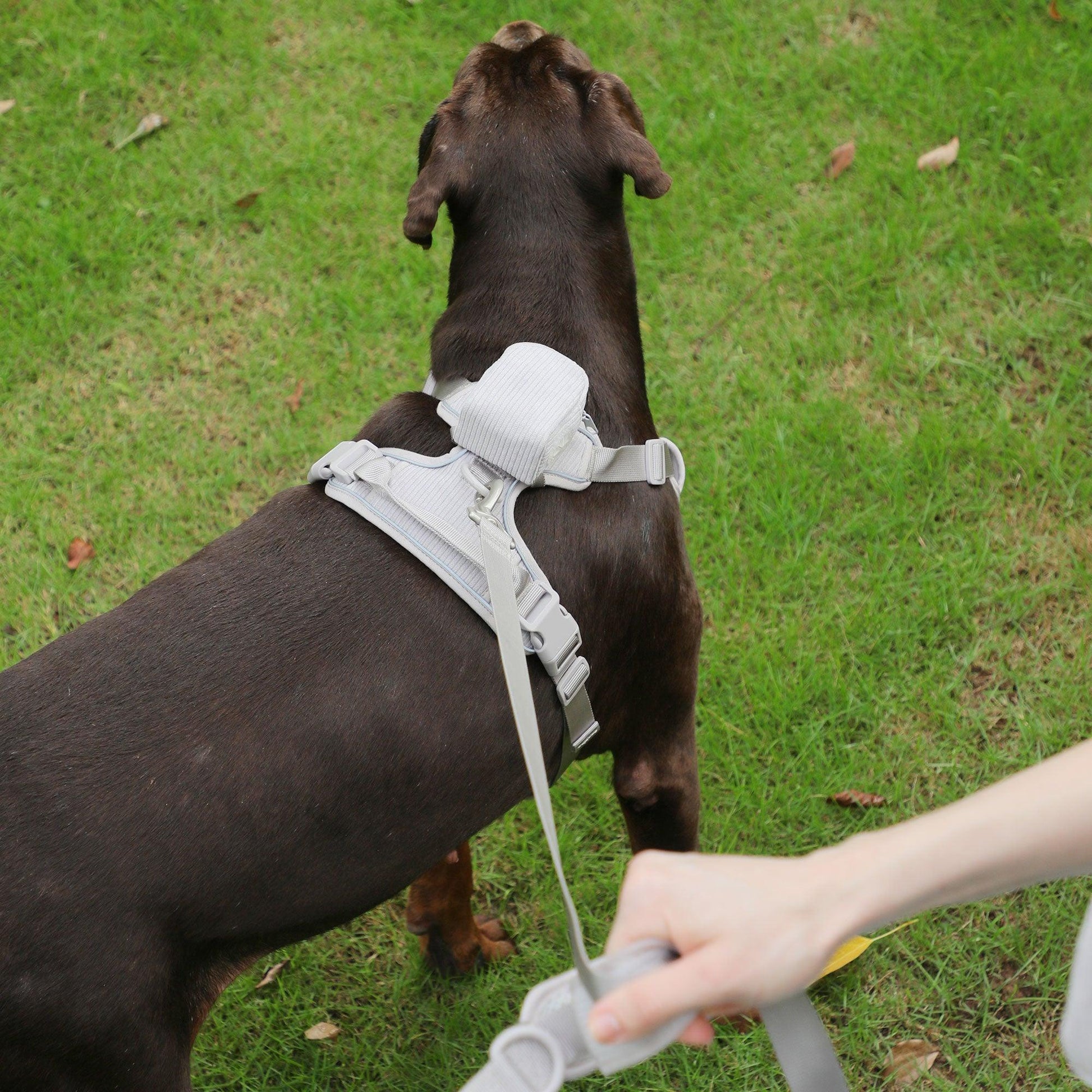 Grey Striped Solid Personalized Dog Collar - iTalkPet