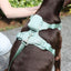 Light Green Striped Solid Personalized Dog Collar - iTalkPet