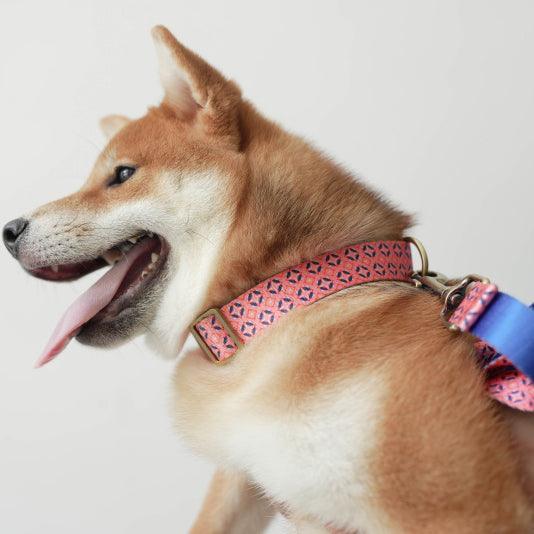 Orange Navy Personalized Dog Collar with Leas & Bow tie Set - iTalkPet