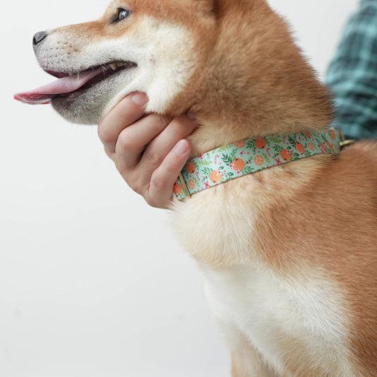 Orange Paradise Personalized Dog Collar with Leas & Bow tie Set - iTalkPet
