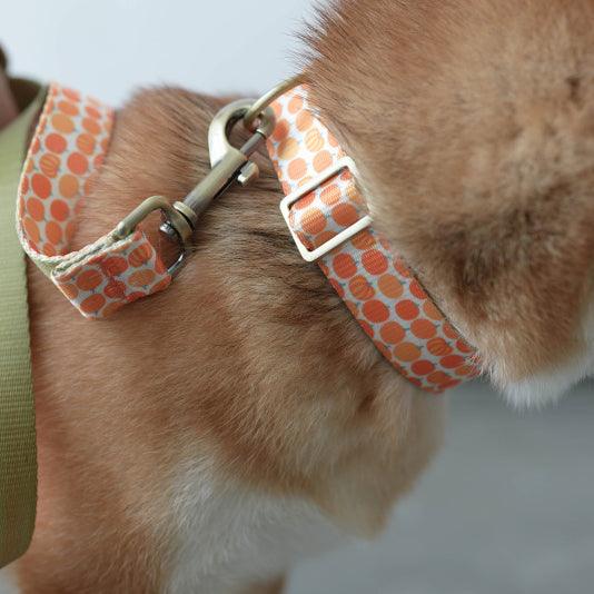 Orange Pumpkin Personalized Dog Collar with Leas & Bow tie Set - iTalkPet