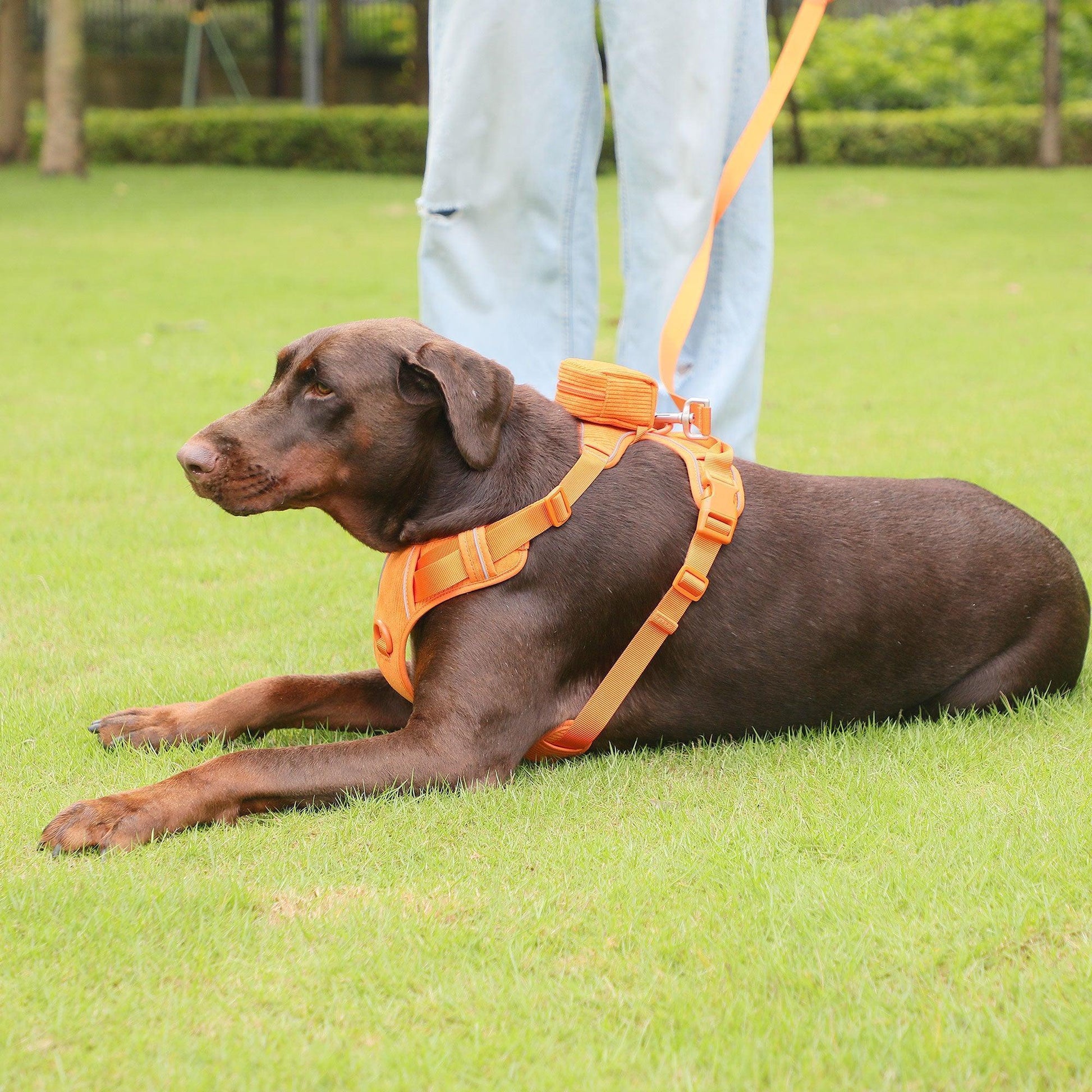 Orange Striped Solid Personalized Dog Collar - iTalkPet