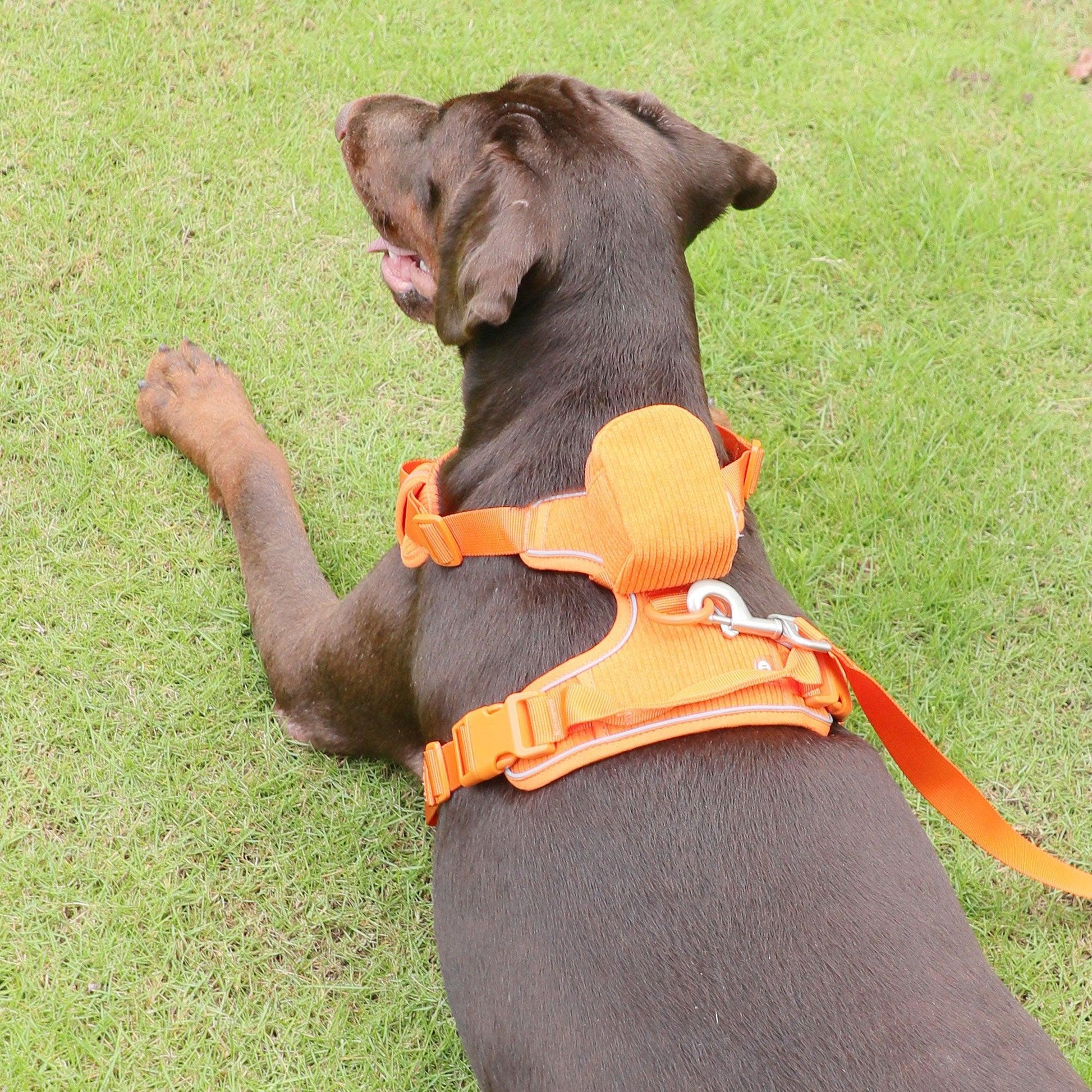Orange Striped Solid Personalized Dog Collar - iTalkPet