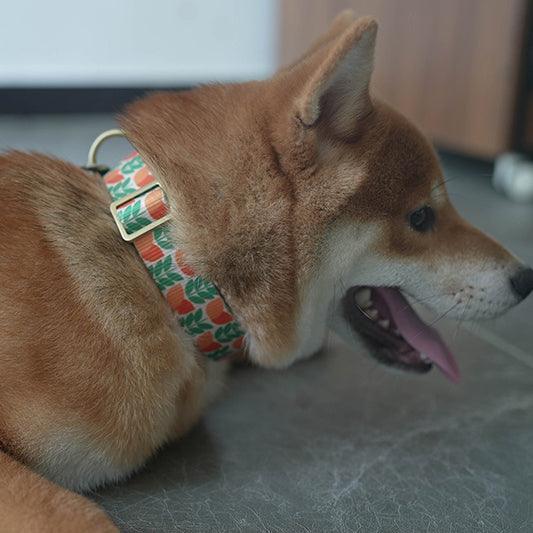 Orange Tulip Personalized Dog Collar with Leas & Bow tie Set - iTalkPet