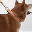 Orange Wave Personalized Dog Collar with Leas & Bow tie Set - iTalkPet