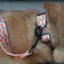 Oranges Personalized Dog Collar with Leas & Bow tie Set - iTalkPet