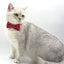 Personalized Cat Velvet Collar with Bell & Bow Tie - iTalkPet