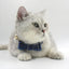 Personalized Cat Velvet Collar with Bell & Bow Tie - iTalkPet