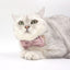 Personalized Cat Velvet Collar with Bell & Bow Tie - iTalkPet