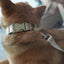 Poached Personalized Dog Collar with Leas & Bow tie Set - iTalkPet