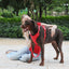 Red Striped Solid Personalized Dog Collar - iTalkPet