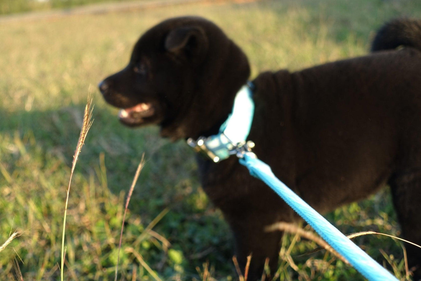 Blue Peak Soft Personalized Dog Collar Set - iTalkPet