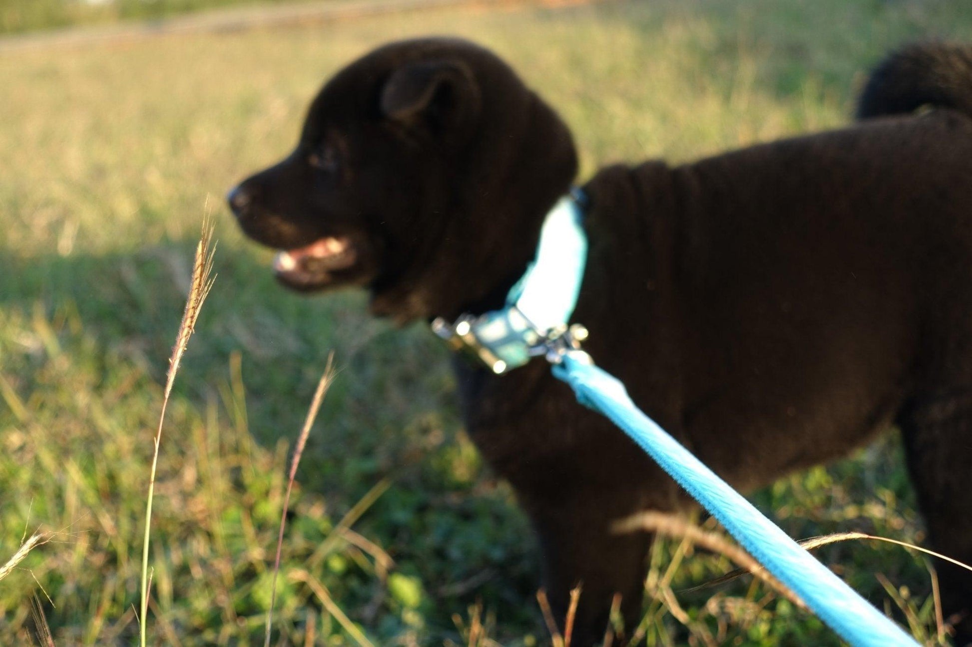 Blue Peak Soft Personalized Dog Collar Set - iTalkPet