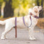 Adjustable Reflective Personalized Dog Collar and Leash Set - iTalkPet