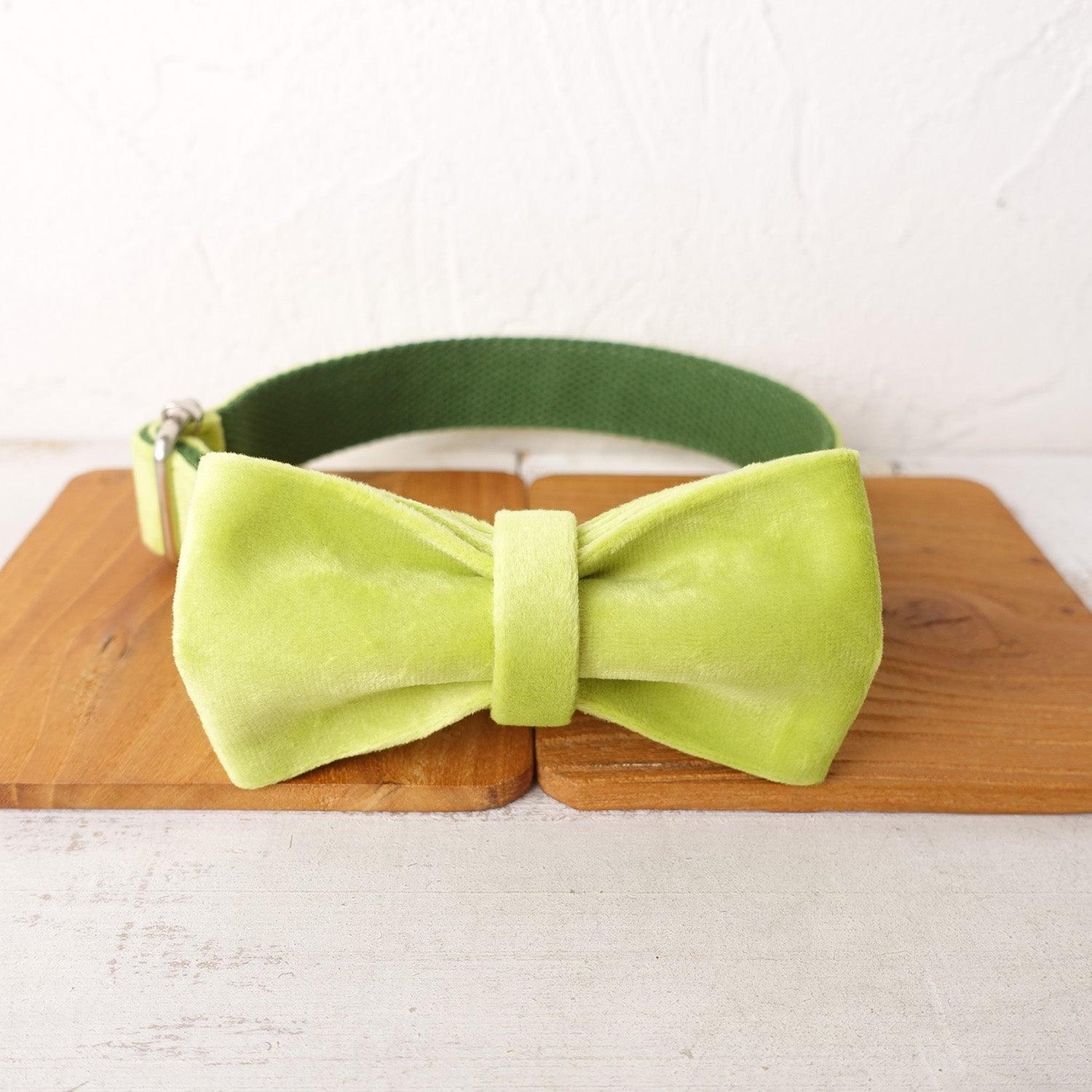 Avocado Personalized Dog Collar Set - iTalkPet