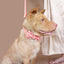 Biscuit Orange Personalized Dog Collar Set - iTalkPet