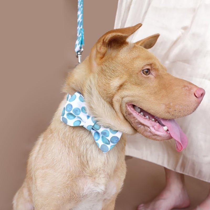 Blue Collars Customisable Blue Bubble Personalized Dog Collar Set – iTalkPet