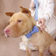 Blue White Plaid Personalized Dog Collar Set - iTalkPet