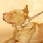 Brown Personalized Dog Collar Set - iTalkPet
