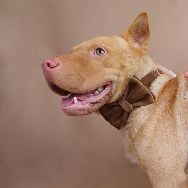 Brown Personalized Dog Collar Set - iTalkPet