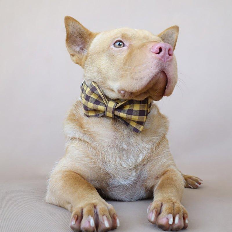 Brown Yellow Plaid Personalized Dog Collar Set - iTalkPet