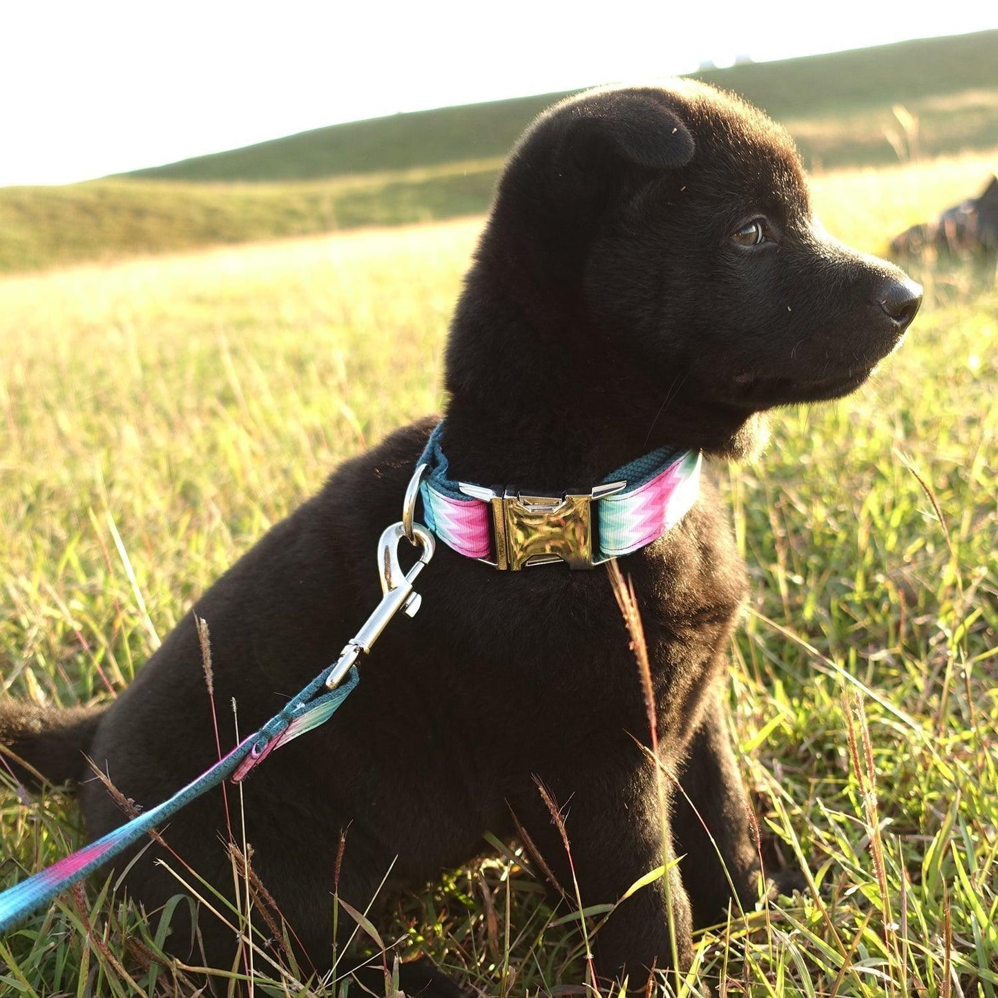 Colorful Soft Personalized Dog Collar Set - iTalkPet