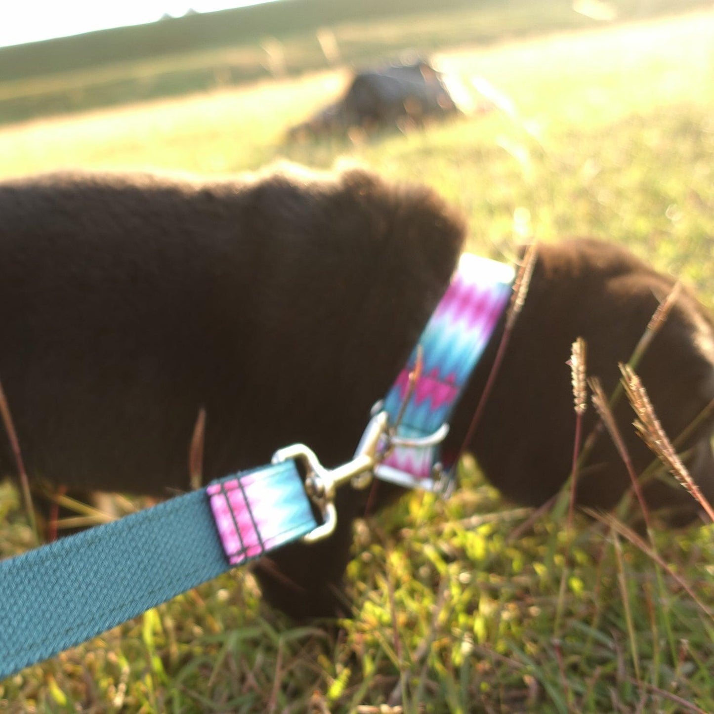 Colorful Soft Personalized Dog Collar Set - iTalkPet