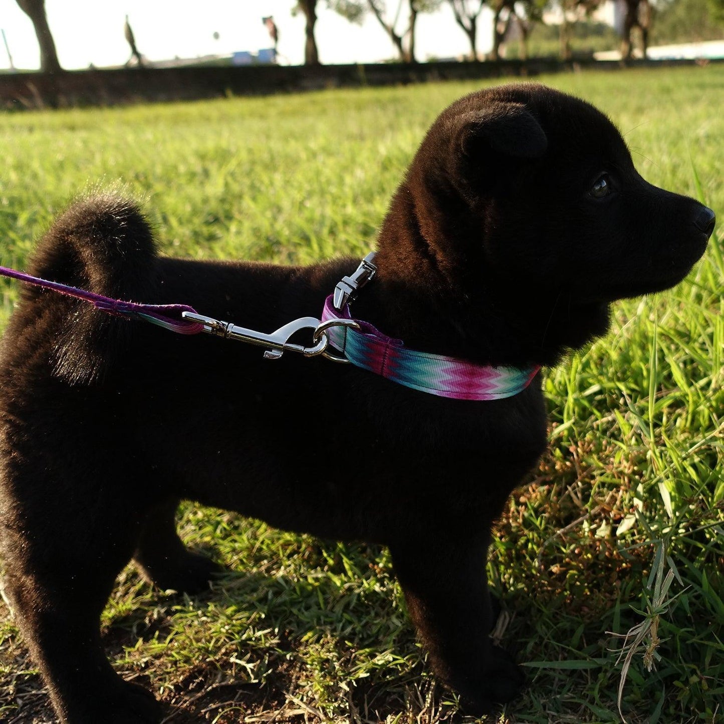 Colorful Soft Personalized Dog Collar Set - iTalkPet