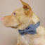 Deep Gray Personalized Dog Collar Set - iTalkPet