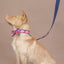 Graffiti Navy Personalized Dog Collar Set - iTalkPet