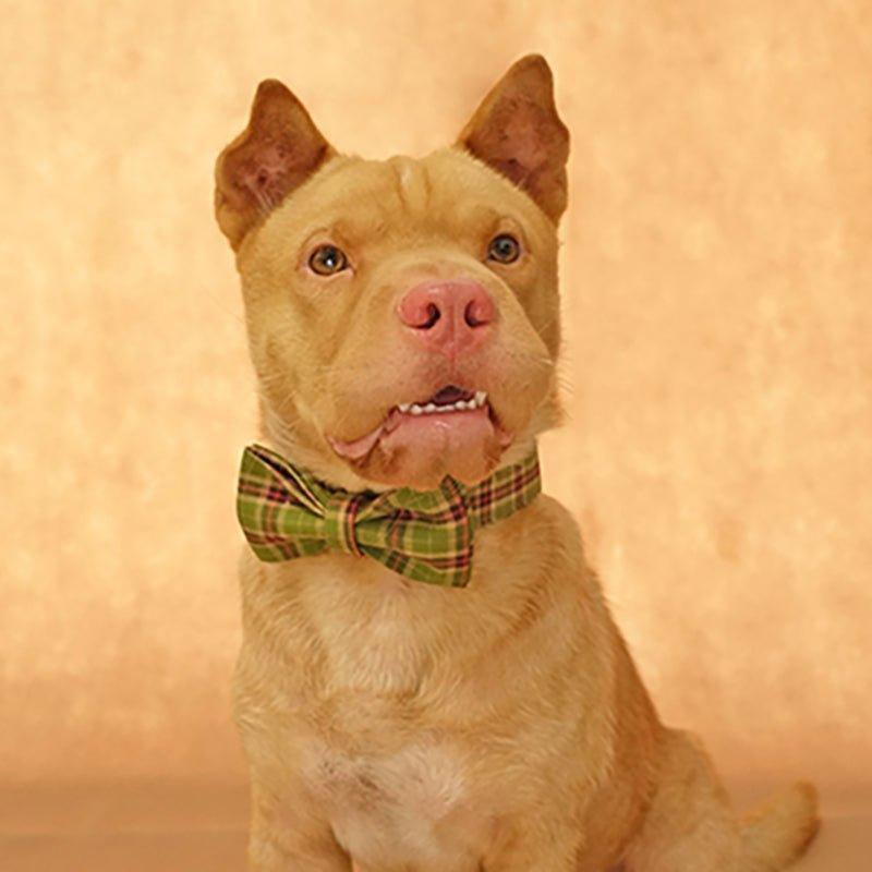 Green Plaid Personalized Dog Collar Set - iTalkPet