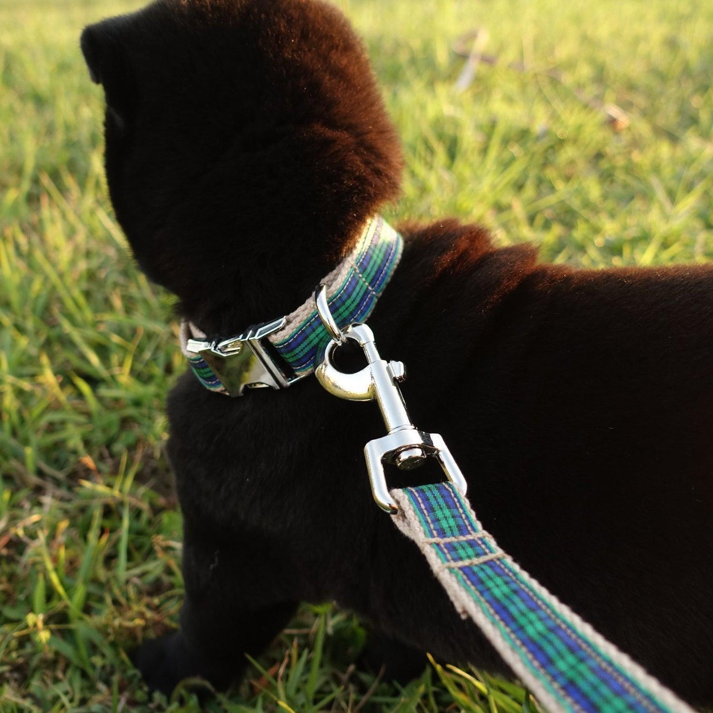 Green Stripe Soft Personalized Dog Collar Set - iTalkPet