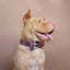 Maya Flower Personalized Dog Collar Set - iTalkPet