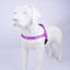 Personalized Dog Harness - Reflective Adjustable Customized Pet Harness - iTalkPet