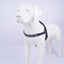 Personalized Dog Harness - Reflective Adjustable Customized Pet Harness - iTalkPet