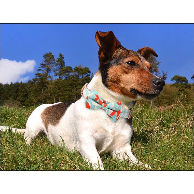 Personalized Female Dog Collar with Bow Tie - iTalkPet