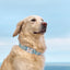 Personalized Print Custom Dog Collar - iTalkPet
