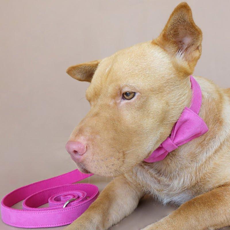 Pink Personalized Dog Collar Set - iTalkPet