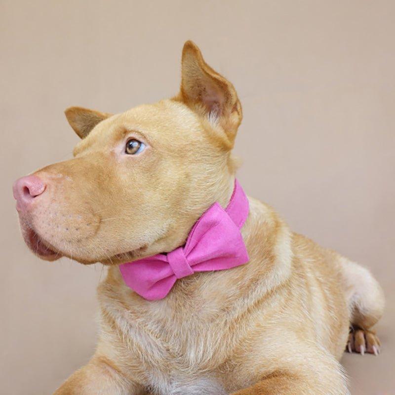 Pink Personalized Dog Collar Set - iTalkPet