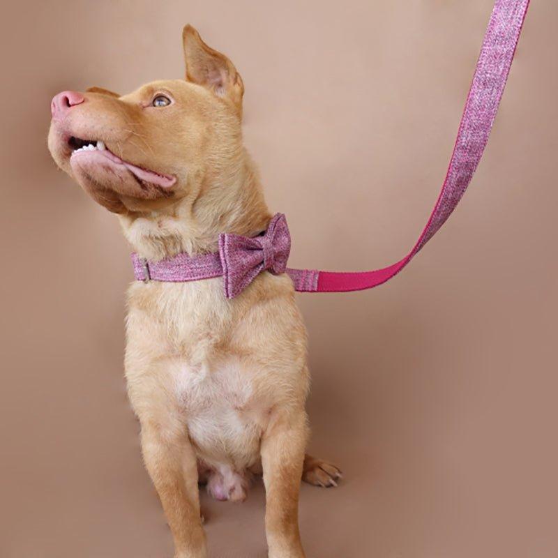 Pink Suit Personalized Dog Collar Set - iTalkPet