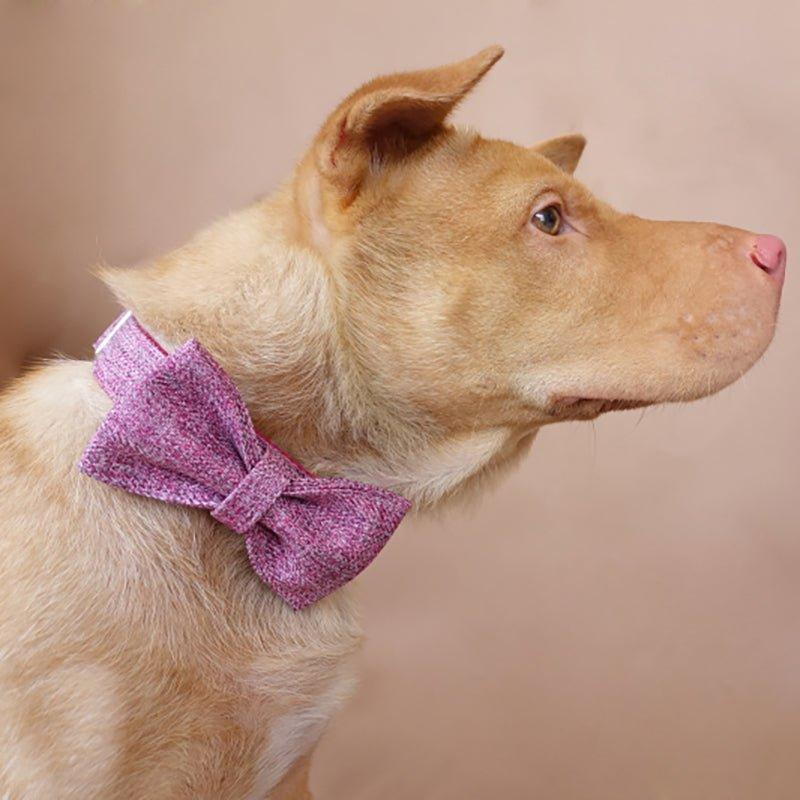 Pink Suit Personalized Dog Collar Set - iTalkPet