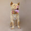 Red Bohemian Personalized Dog Collar Set - iTalkPet