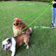 Reflective Nylon Dog Leash - iTalkPet